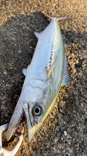 サゴシの釣果