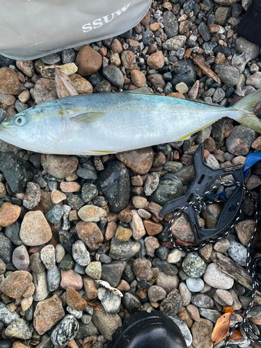 ツバイソの釣果