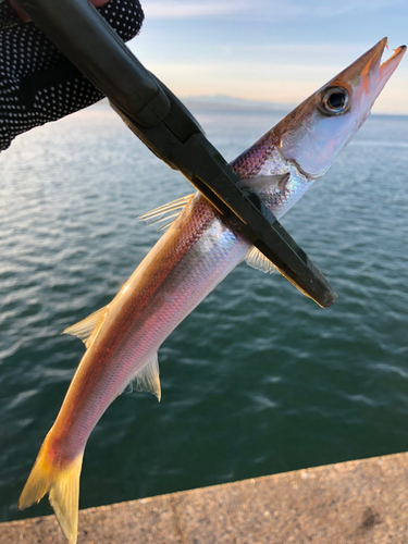 カマスの釣果