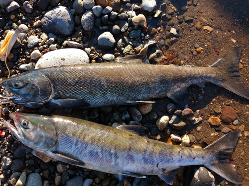 アキアジの釣果