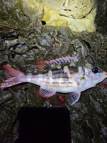 ヨスジフエダイの釣果