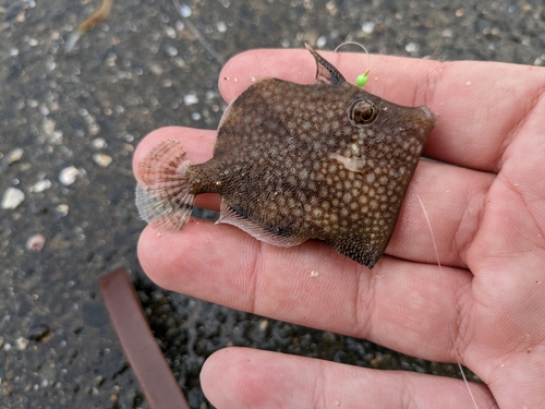 カワハギの釣果