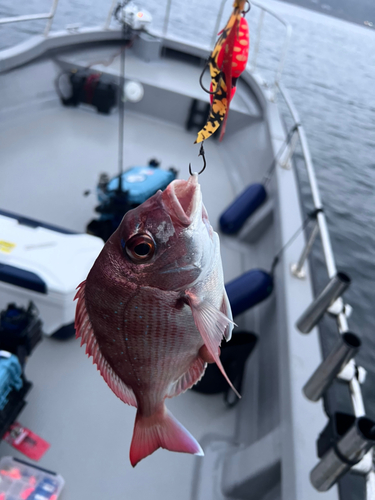 マダイの釣果