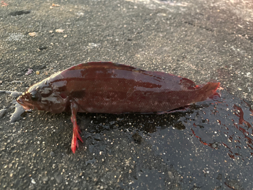 クジメの釣果