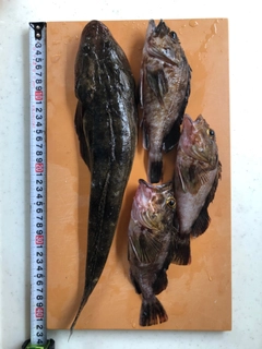 マゴチの釣果