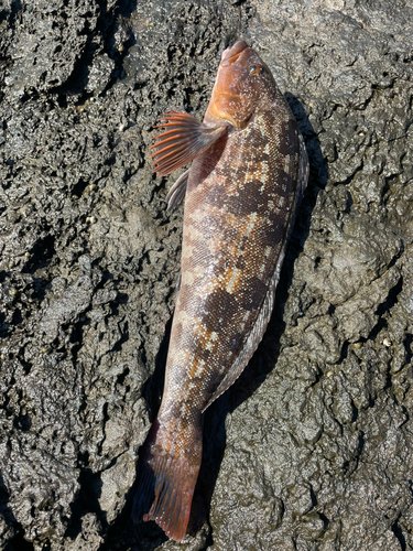 アイナメの釣果