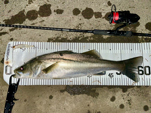 シーバスの釣果