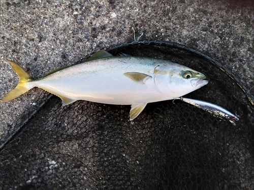 ハマチの釣果