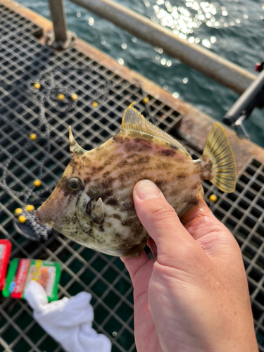 カワハギの釣果