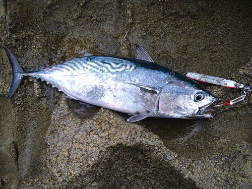 スマカツオの釣果