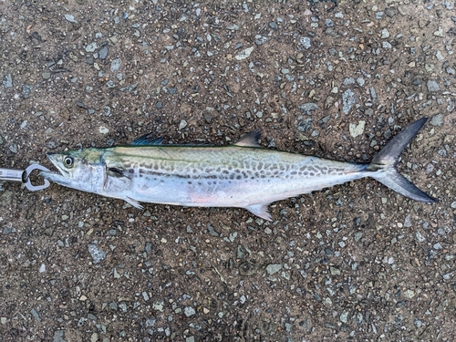 サゴシの釣果