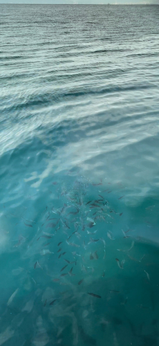 イシダイの釣果