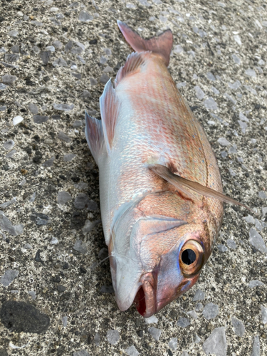 チャリコの釣果