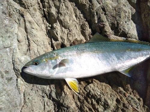 ハマチの釣果