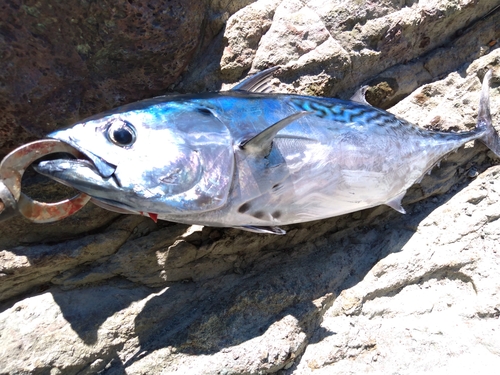 スマガツオの釣果