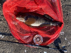 アブラコの釣果
