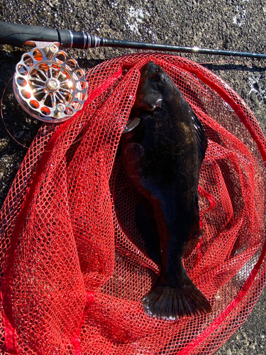 アブラコの釣果