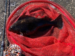 アブラコの釣果