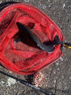 アブラコの釣果