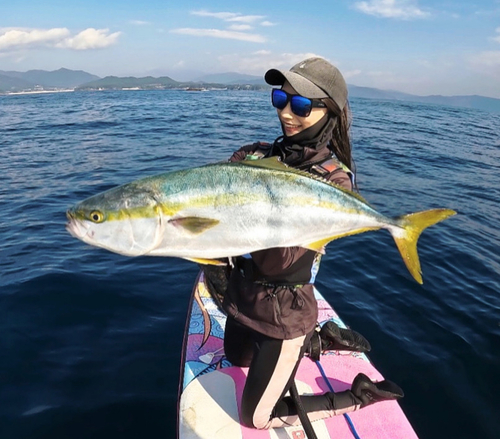 ワラサの釣果