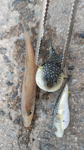 キスの釣果