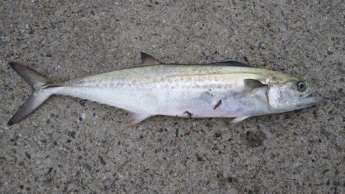 サゴシの釣果