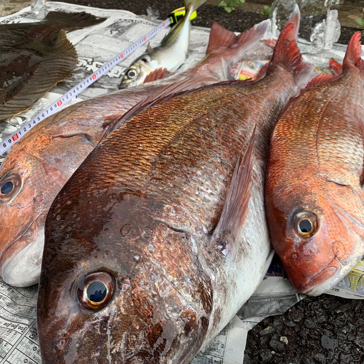 鯛バカさんの釣果 3枚目の画像