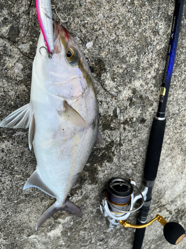 カンパチの釣果