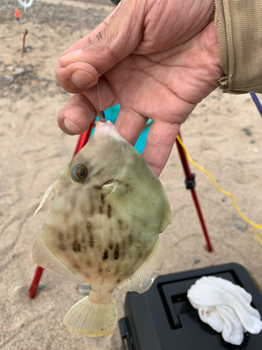 カワハギの釣果