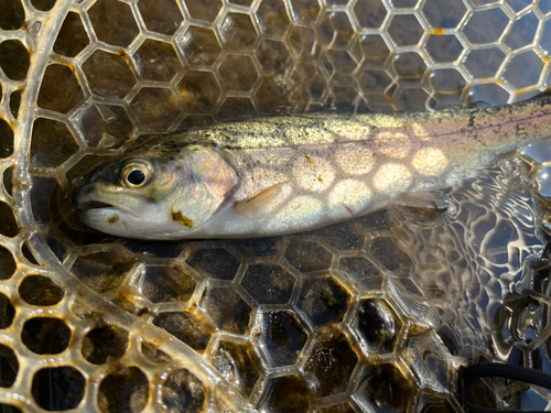 ニジマスの釣果