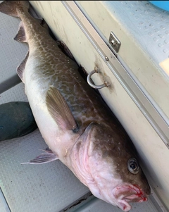 マダラの釣果