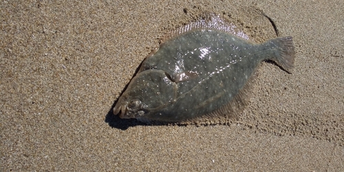 イシガレイの釣果