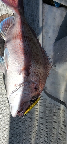 タイの釣果