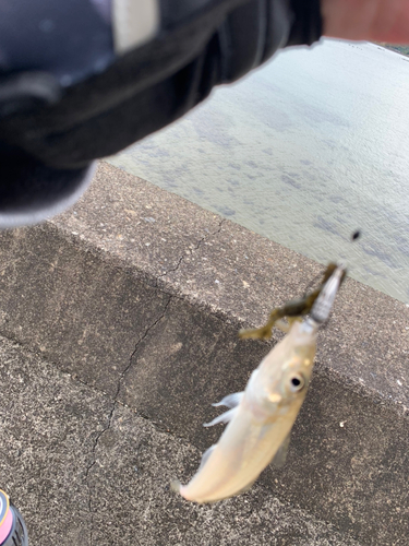 キスの釣果