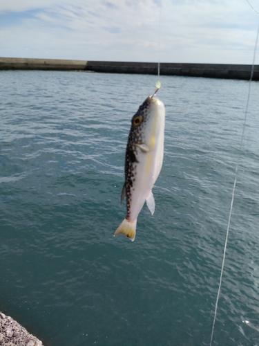 クサフグの釣果