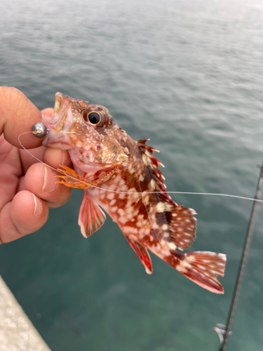 カサゴの釣果