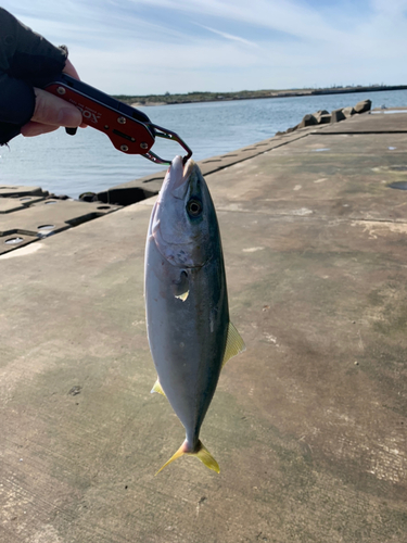 ワカシの釣果