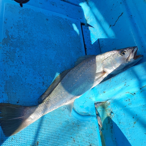 オオニベの釣果