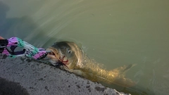 コイの釣果