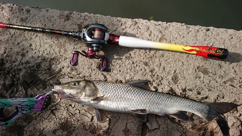 ニゴイの釣果