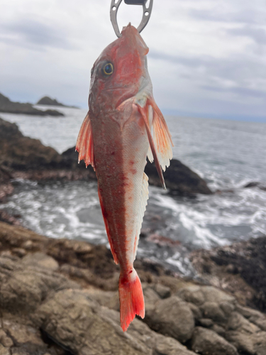 カナガシラの釣果