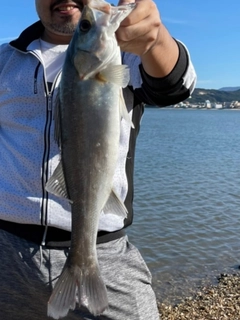 フッコ（ヒラスズキ）の釣果