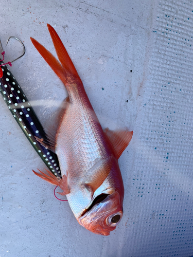 キンメダイの釣果