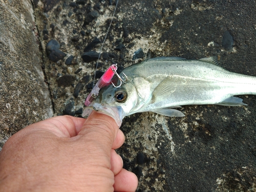 セイゴ（マルスズキ）の釣果