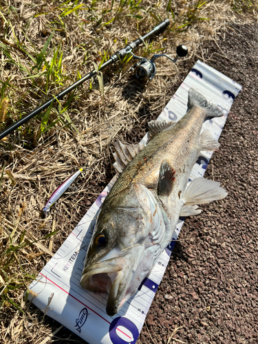 シーバスの釣果