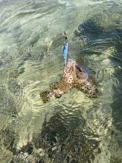 イシミーバイの釣果