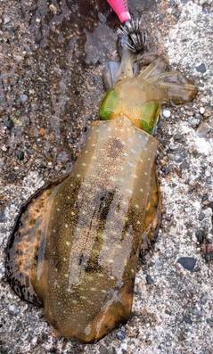 アオリイカの釣果