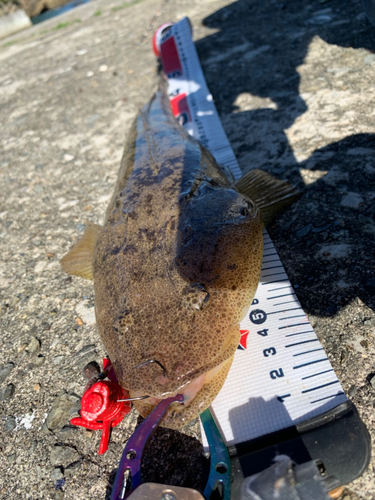 マゴチの釣果