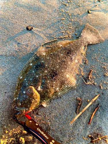 ヒラメの釣果