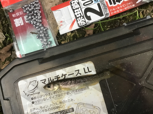 タカハヤの釣果